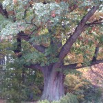 Ashe-Tree-001